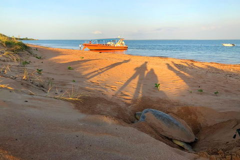 Turtle Tracks Tour To Bare Sand Island From Darwin - Tourism Caloundra 4