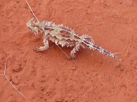 Alice Springs Highlights Half-Day Tour - Tourism Caloundra 5