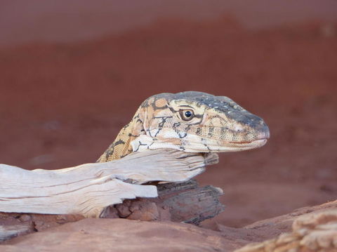 Alice Springs Highlights Half-Day Tour - Tourism Caloundra 6