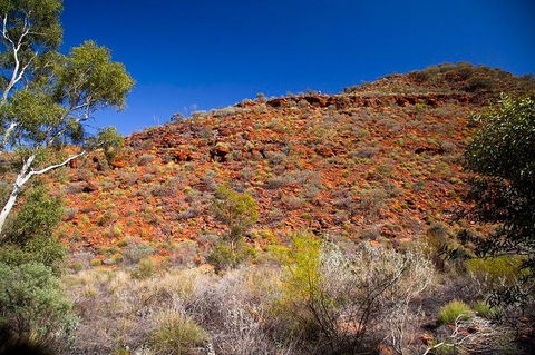 Palm Valley 4WD Tour From Alice Springs - Tourism Caloundra 7