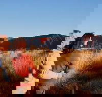 Uluru Sunrise and Kata Tjuta Half Day Trip - Tourism Caloundra