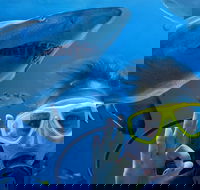 Shark Dive Xtreme at SEA LIFE Sydney Aquarium - Tourism Caloundra