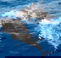 Port Stephens Day Tour From Sydney Including 4WD Sandboarding and Dolphins - Tourism Caloundra