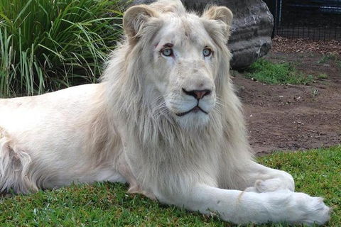 Private Shoalhaven Zoo Experience From Sydney - Tourism Caloundra 1