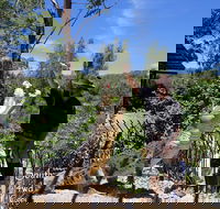 Private Shoalhaven Zoo Experience from Sydney - Tourism Caloundra