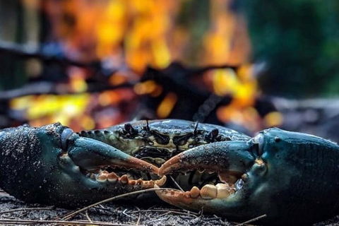 Pot To Plate Adventure - Tourism Caloundra 11