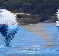 Whale Watching Jervis Bay - Tourism Caloundra