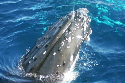 Whale Watching Jervis Bay - Tourism Caloundra 3