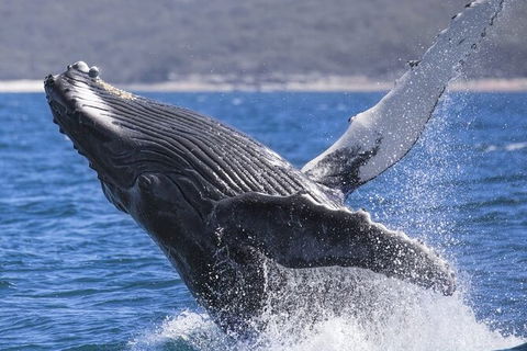 Whale Watching Jervis Bay - Tourism Caloundra 2