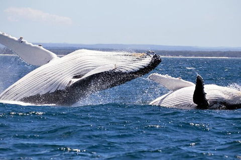 Whale Watching Jervis Bay - Tourism Caloundra 4