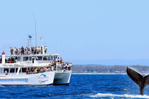 Whale Watching Jervis Bay - Tourism Caloundra 6