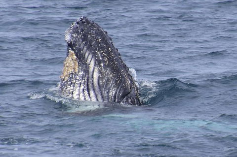 Jervis Bay Whale Watching Tour - Tourism Caloundra 1