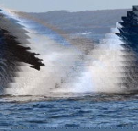 Jervis Bay Whale Watching Tour - Tourism Caloundra