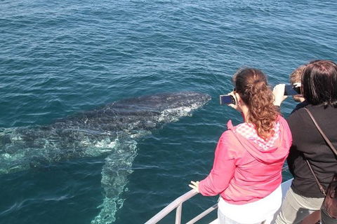 Jervis Bay Whale Watching Tour - Tourism Caloundra 9