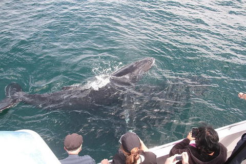 Jervis Bay Whale Watching Tour - Tourism Caloundra 12