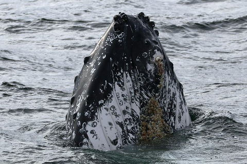 Jervis Bay Whale Watching Tour - Tourism Caloundra 7