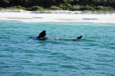 Jervis Bay Whale Watching Tour - Tourism Caloundra 5