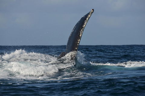 Jervis Bay Whale Watching Tour - Tourism Caloundra 8