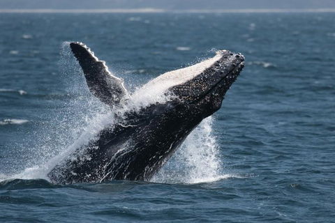 Jervis Bay Whale Watching Tour - Tourism Caloundra 10