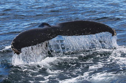 Jervis Bay Whale Watching Tour - Tourism Caloundra 6