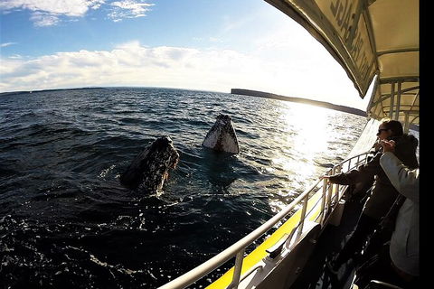 Jervis Bay Whale Watching Tour - Tourism Caloundra 3