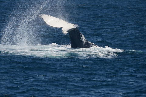 Jervis Bay Whale Watching Tour - Tourism Caloundra 11