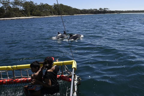 Jervis Bay Boom Netting And Dolphins Tour - Tourism Caloundra 6