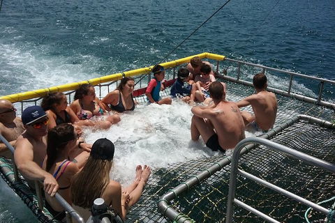 Jervis Bay Boom Netting And Dolphins Tour - Tourism Caloundra 4