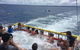 Jervis Bay Boom Netting And Dolphins Tour - thumb 14