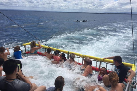 Jervis Bay Boom Netting And Dolphins Tour - Tourism Caloundra 14