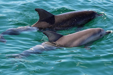 Jervis Bay Boom Netting And Dolphins Tour - Tourism Caloundra 13