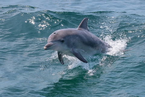 Jervis Bay Boom Netting And Dolphins Tour - Tourism Caloundra 8