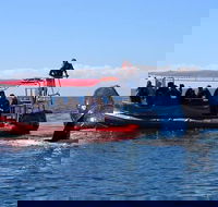 Byron Bay Whale Watching Cruise - Tourism Caloundra