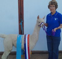 Marchmont Park Alpacas - Tourism Caloundra