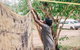 Anindilyakwa Arts, Groote Eylandt - thumb 1