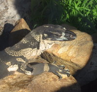 Armadale Reptile Centre - Tourism Caloundra
