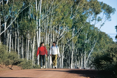Arthur River - Tourism Caloundra 0