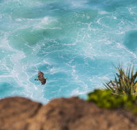 Birdwatching on the Fraser Coast - Tourism Caloundra
