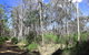 Blue Range Camping And Picnic Area - thumb 1