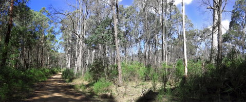 Blue Range Camping And Picnic Area - Tourism Caloundra 1