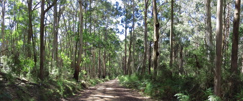 Blue Range Camping And Picnic Area - Tourism Caloundra 2