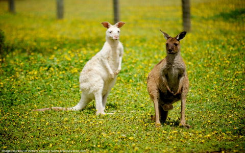 Bordertown Wildlife Park - Tourism Caloundra 0