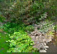 Brindle Creek Walking Track - Tourism Caloundra
