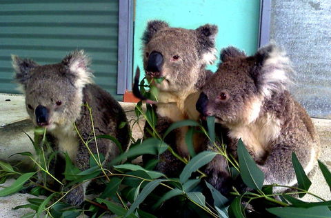 Cohunu Koala Park - Tourism Caloundra 0