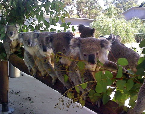 Cohunu Koala Park - Tourism Caloundra 1