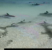 Dolphins of Monkey Mia - Tourism Caloundra
