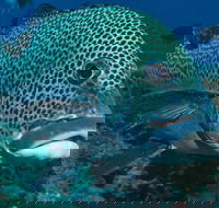 Fish Bowl Dive Site - Tourism Caloundra