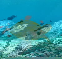 Flinders Reef Dive Site - Tourism Caloundra