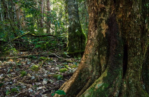 Hidden Treasure Track - Tourism Caloundra 0