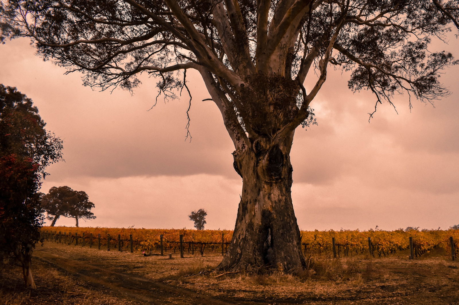 Wolseley SA Tourism Caloundra